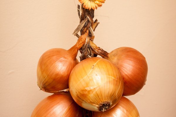 Omg omgruzxpnew4af onion login